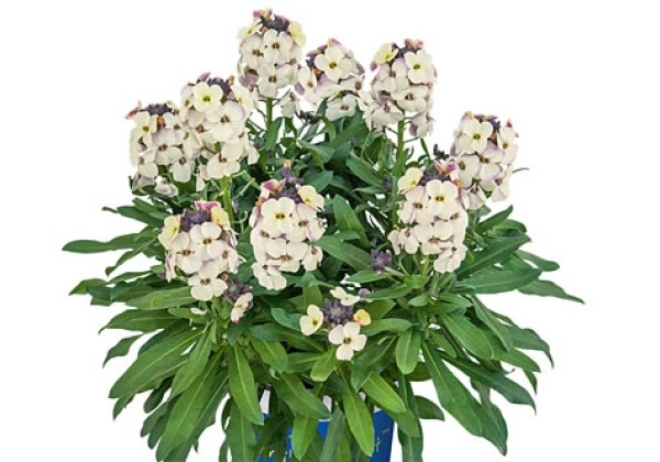 Erysimum RYSI Winter Pearl