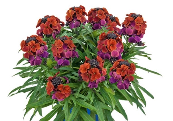 Erysimum RYSI Winter Berry