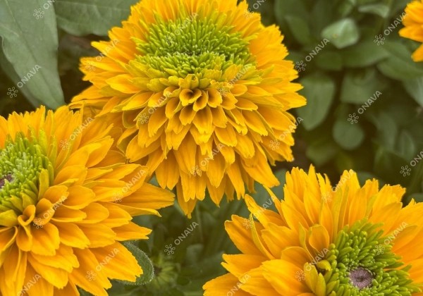 Rudbeckia Sunbeckia Isabella