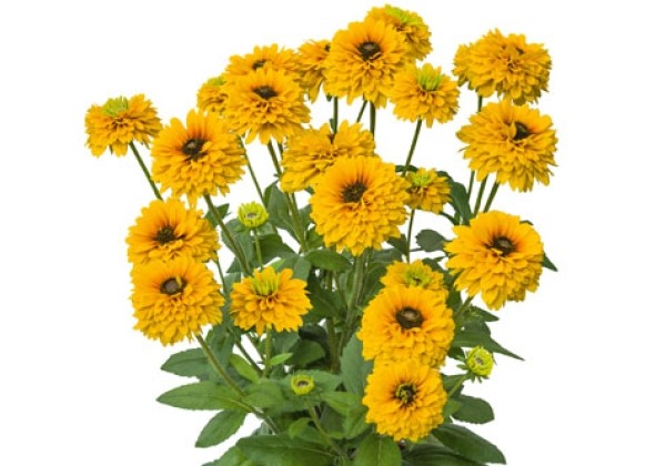 Rudbeckia Sunbeckia Noa