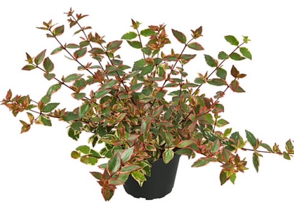 Abelia grandiflora Psychedelik