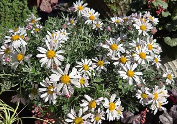 Chrysanthemum Snowkiss