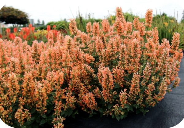 Agastache Peach Pearl