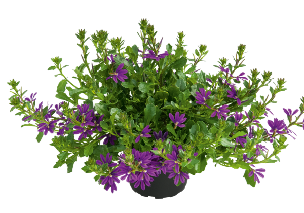 Scaevola Surdiva Super Purple