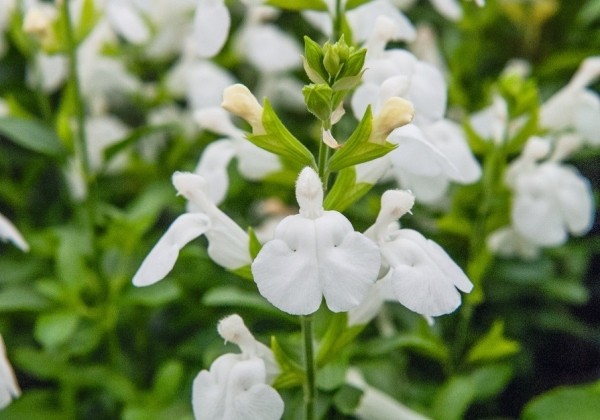 Salvia hybrida Visional White
