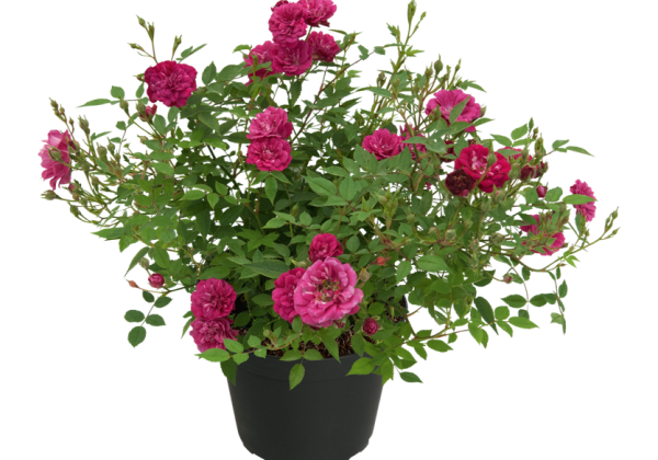 Rosa hybride Galaxy EXP Double Lilac