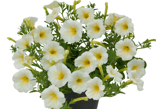 Petunia atkinsiana Vista Moondance