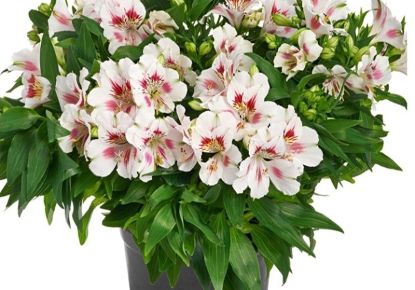 Alstroemeria Colorita Zaria