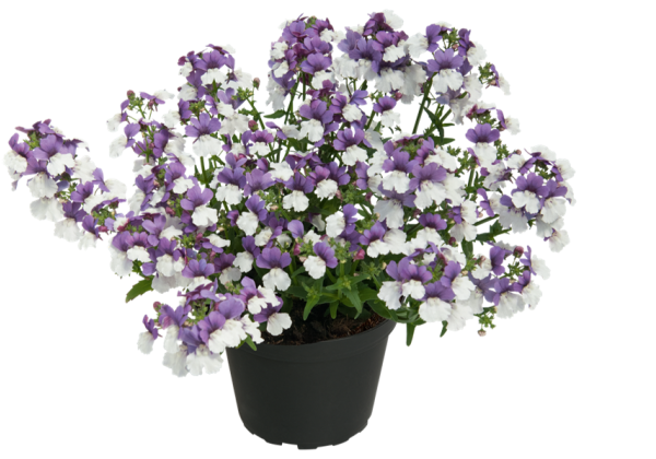 Nemesia fruticans Sunsatia Plus Blueberry on Ice