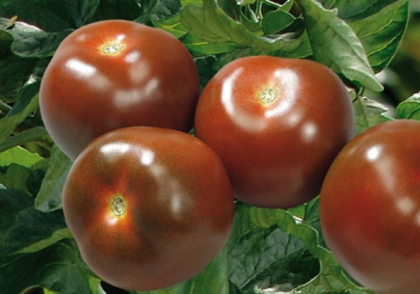 Solanum lycopersicum Schwarze Krim