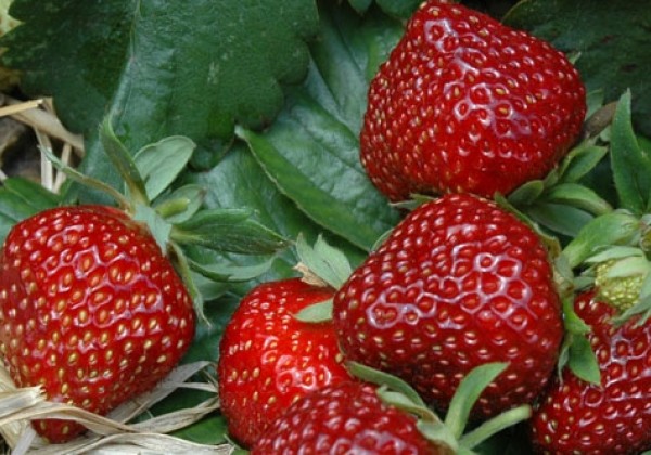 Fragaria ananassa Hummi Praline