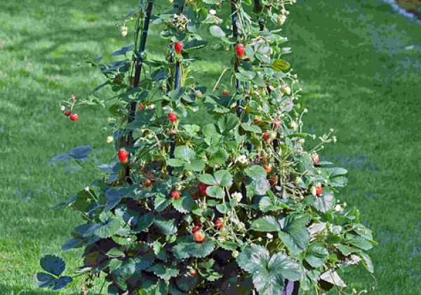 Fragaria ananassa Hummi KletterToni