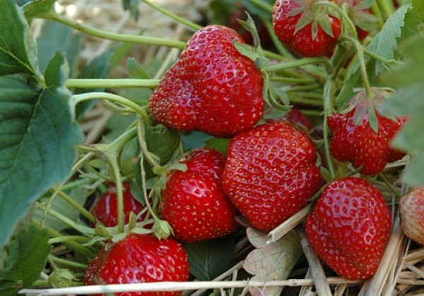 Fragaria ananassa Hummi Rimona