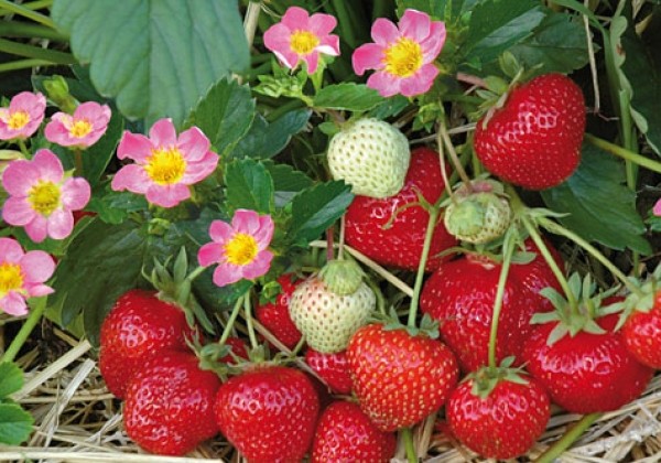 Fragaria ananassa Hummi Merosa