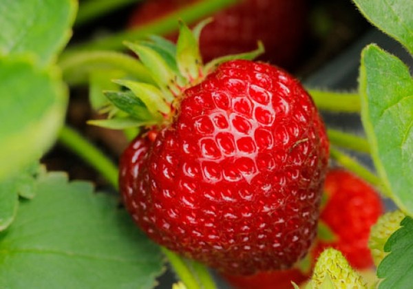 Fragaria ananassa Hummi Suze Brumme