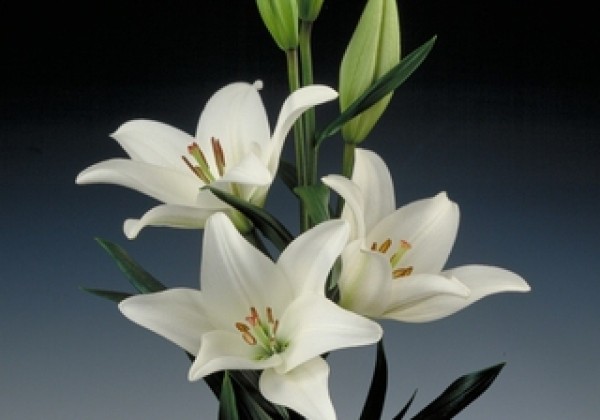 Lilium LA Bach