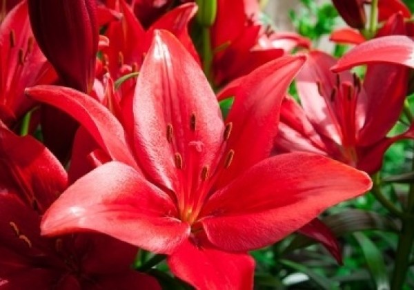 Lilium LA Corleone