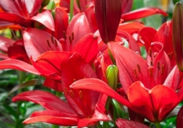 Lilium LA Corleone