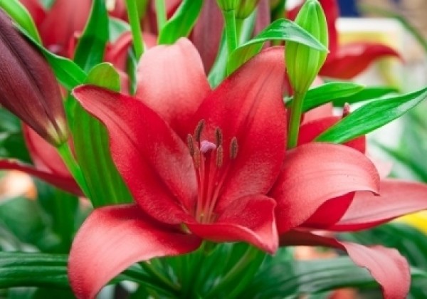 Lilium LA Dynamix