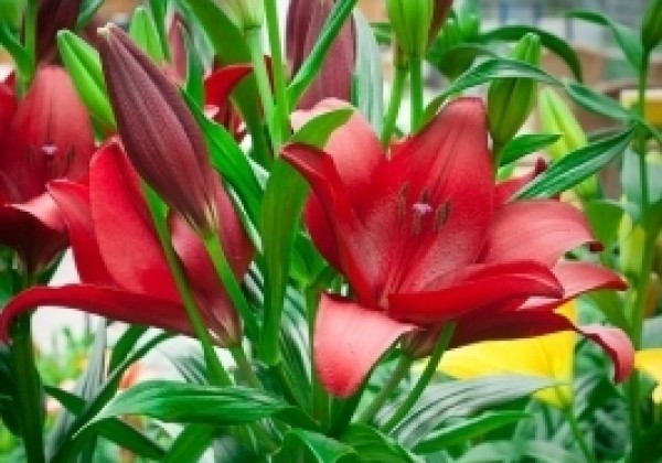 Lilium LA Dynamix