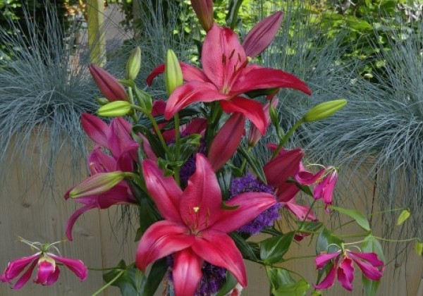 Lilium LA Yerseke