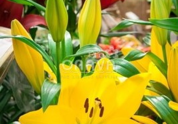Lilium LA El Divo