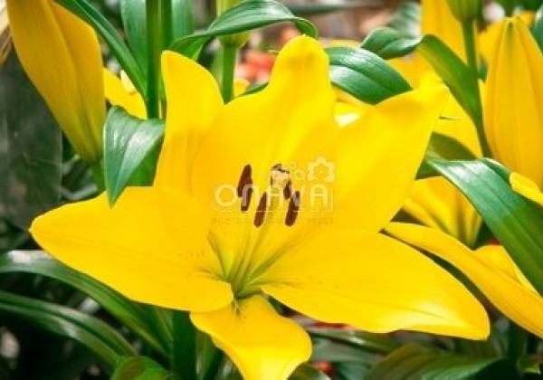 Lilium LA El Divo