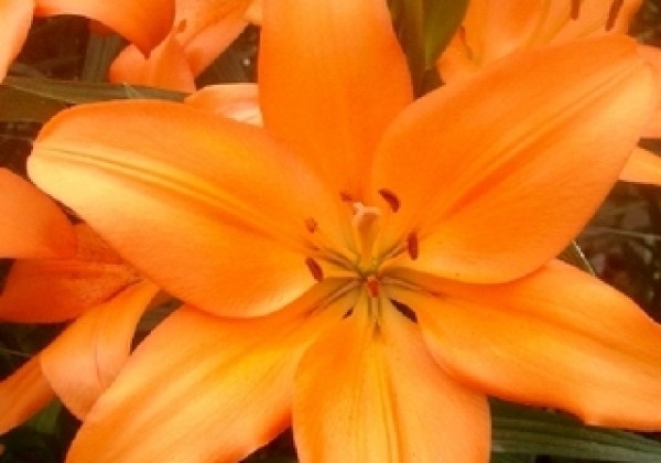 Lilium LA Eremo