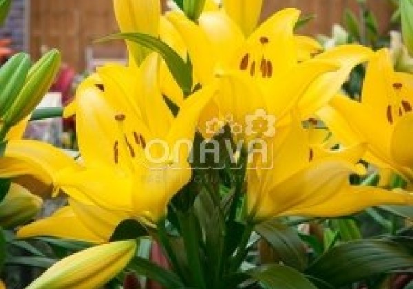 Lilium LA Scipione