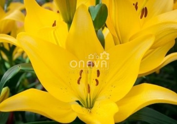 Lilium LA Scipione