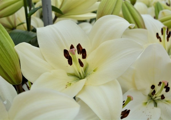 Lilium LA Litouwen