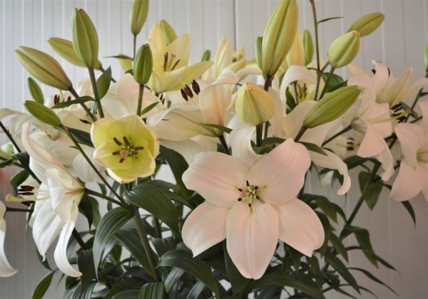 Lilium LA Litouwen