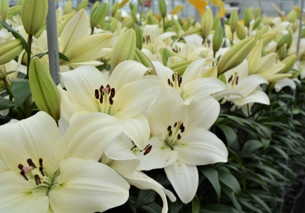 Lilium LA Litouwen
