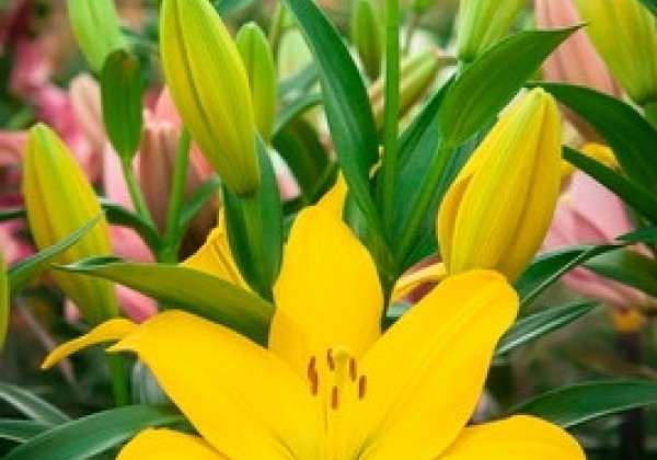 Lilium LA Nashville