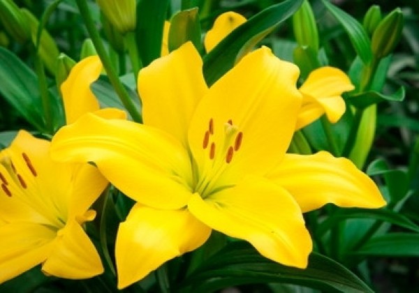 Lilium LA Nashville