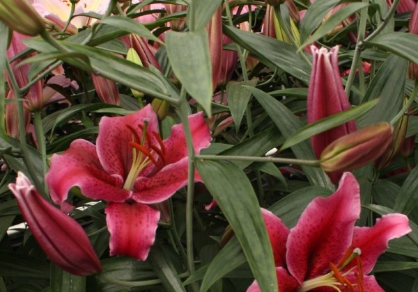 Lilium OR Corvara
