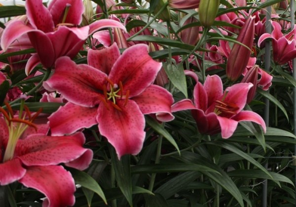 Lilium OR Corvara