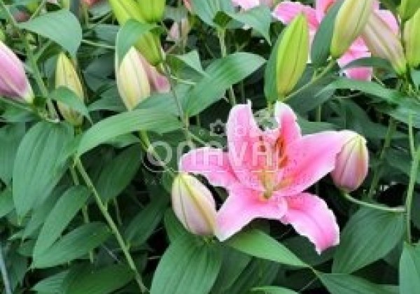 Lilium OR Sorbonne