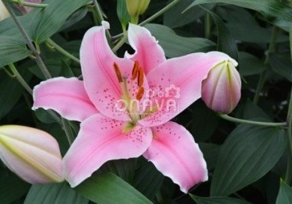 Lilium OR Sorbonne