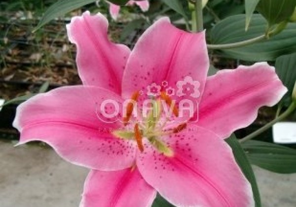 Lilium OR Sorbonne