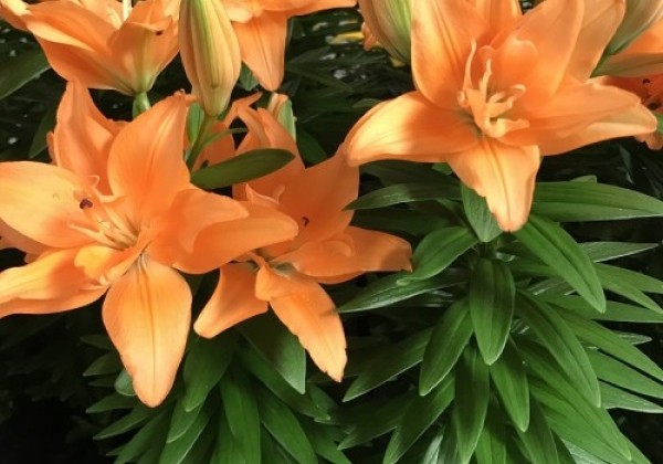 Lilium AZ (podu) Tiny Double Dutch