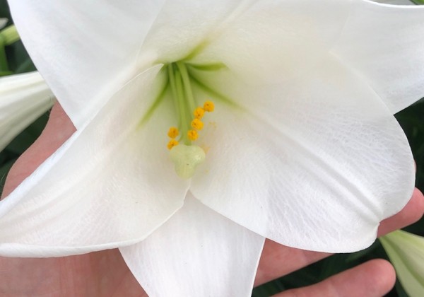 Lilium LF (podu) Miracle