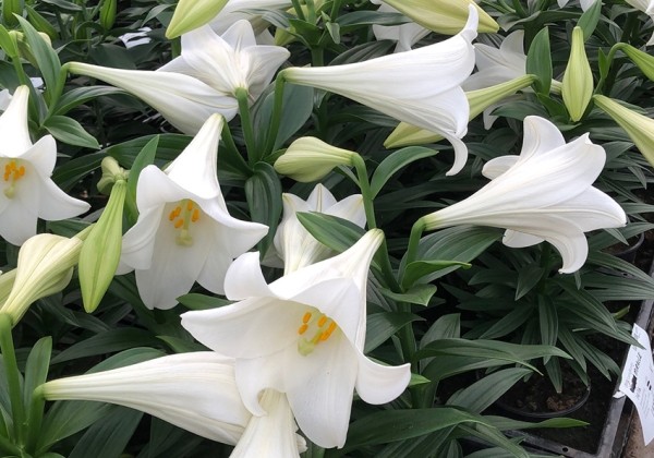 Lilium LF (podu) Miracle