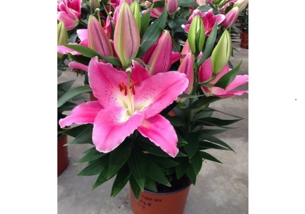 Lilium OR (podu) Sunny Camino