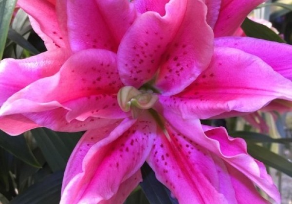 Lilium OR Roselily Ciara