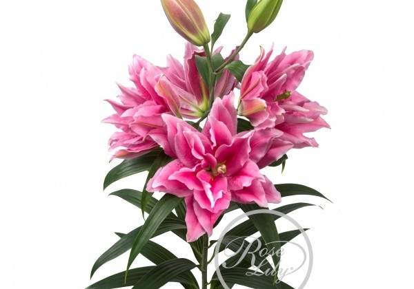 Lilium OR Roselily Ciara