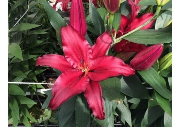 Lilium OR Firebolt