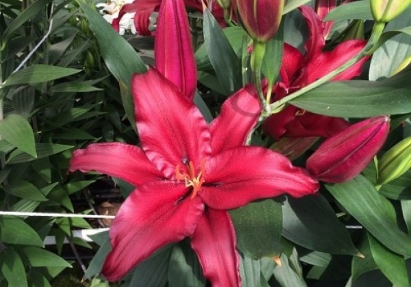 Lilium OR Firebolt