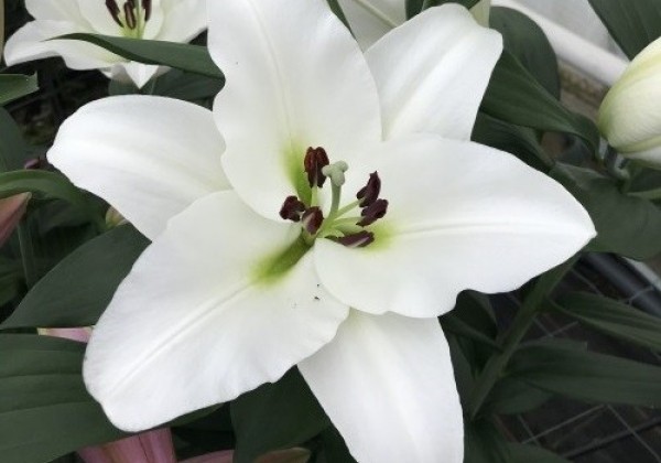 Lilium OT Petacas