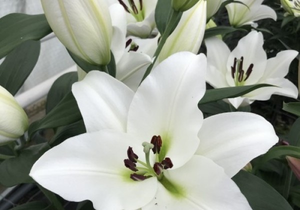 Lilium OT Petacas